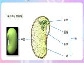 【新课标】冀少版生物八上3.1.1《种子萌发的过程》 课件+教案+学案