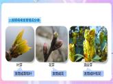 【新课标】冀少版生物八上3.1.3《芽的发育》 课件+教案+学案