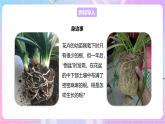 【新课标】冀少版生物八上3.2.1《根的生长》 课件+教案+学案