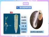 【新课标】冀少版生物八上3.2.1《根的生长》 课件+教案+学案