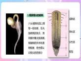 【新课标】冀少版生物八上3.2.1《根的生长》 课件+教案+学案