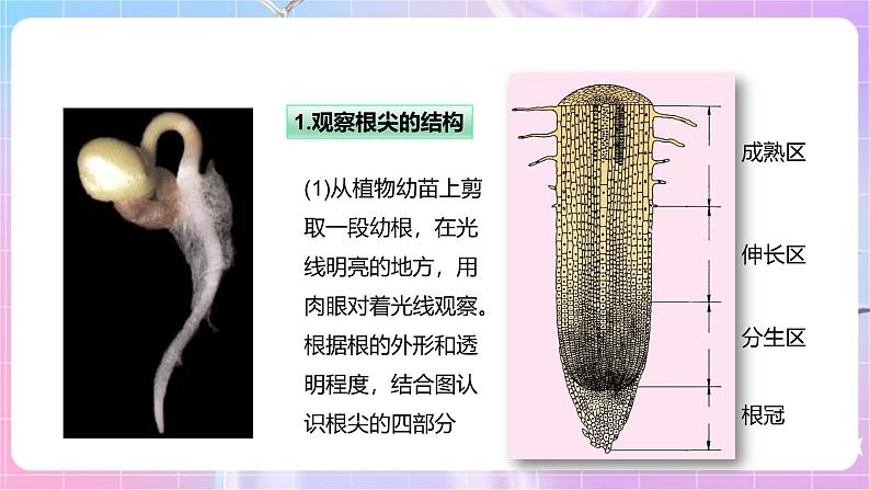 【新课标】冀少版生物八上3.2.1《根的生长》 课件+教案+学案05