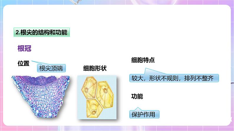 【新课标】冀少版生物八上3.2.1《根的生长》 课件+教案+学案08