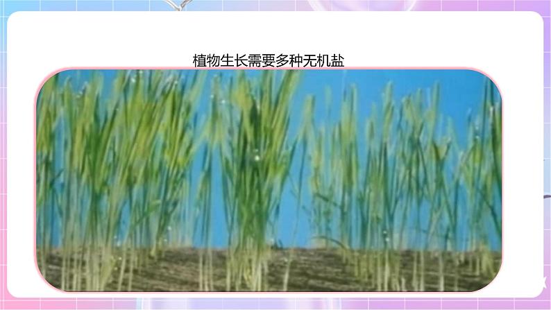 【新课标】冀少版生物八上3.2.3《无机盐与植物的生长》 课件+教案+学案07