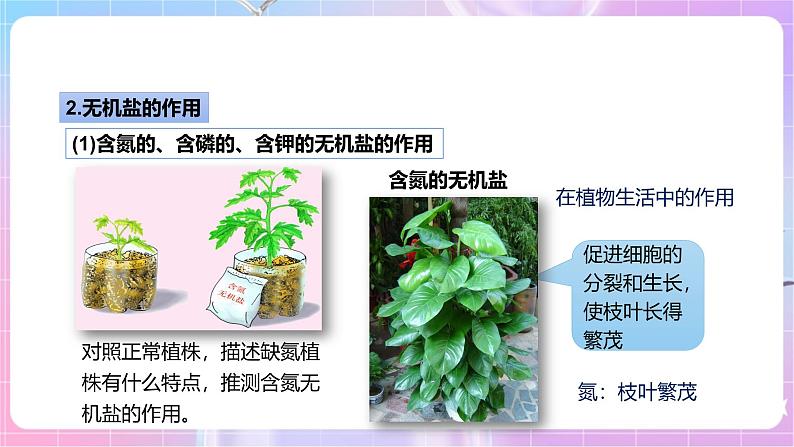 【新课标】冀少版生物八上3.2.3《无机盐与植物的生长》 课件+教案+学案08