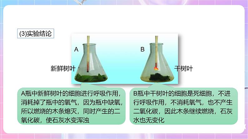 【新课标】冀少版生物八上3.4.1《呼吸作用》课件第8页