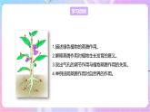 【新课标】冀少版生物八上3.4.2《蒸腾作用》课件+教案+学案