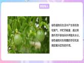 【新课标】冀少版生物八上3.5《绿色植物在生物圈中的作用》课件+教案+学案