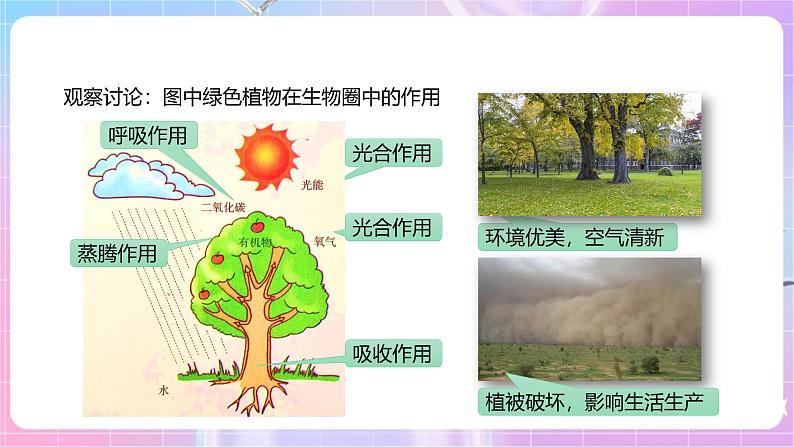 【新课标】冀少版生物八上3.5《绿色植物在生物圈中的作用》课件第5页