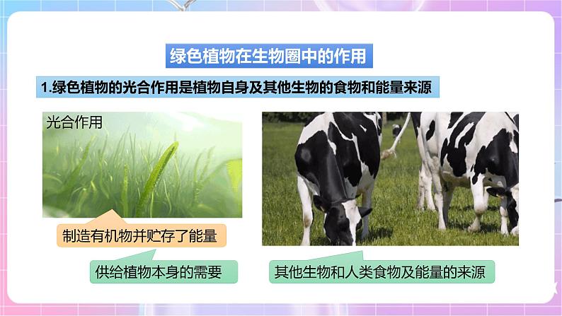 【新课标】冀少版生物八上3.5《绿色植物在生物圈中的作用》课件第7页