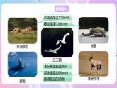 【新课标】冀少版生物八上4.1.1《运动的基础》课件+教案+学案