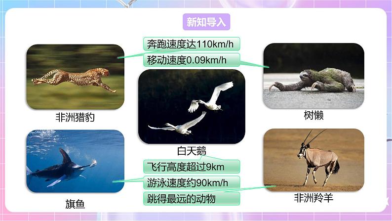 【新课标】冀少版生物八上4.1.1《运动的基础》课件+教案+学案03