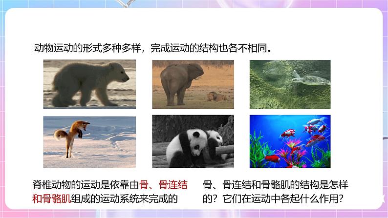 【新课标】冀少版生物八上4.1.1《运动的基础》课件+教案+学案04