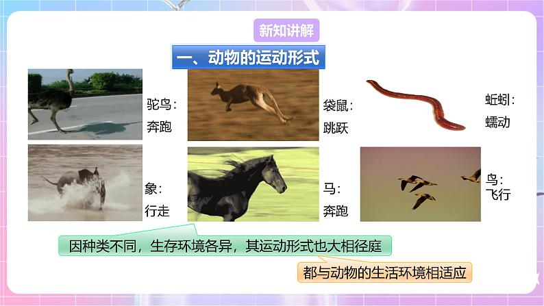【新课标】冀少版生物八上4.1.1《运动的基础》课件+教案+学案05