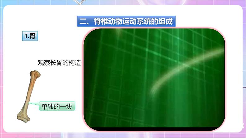 【新课标】冀少版生物八上4.1.1《运动的基础》课件+教案+学案07
