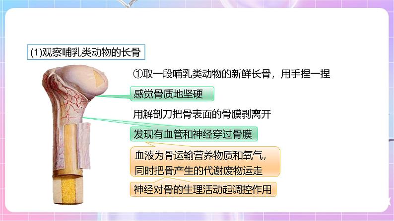 【新课标】冀少版生物八上4.1.1《运动的基础》课件+教案+学案08