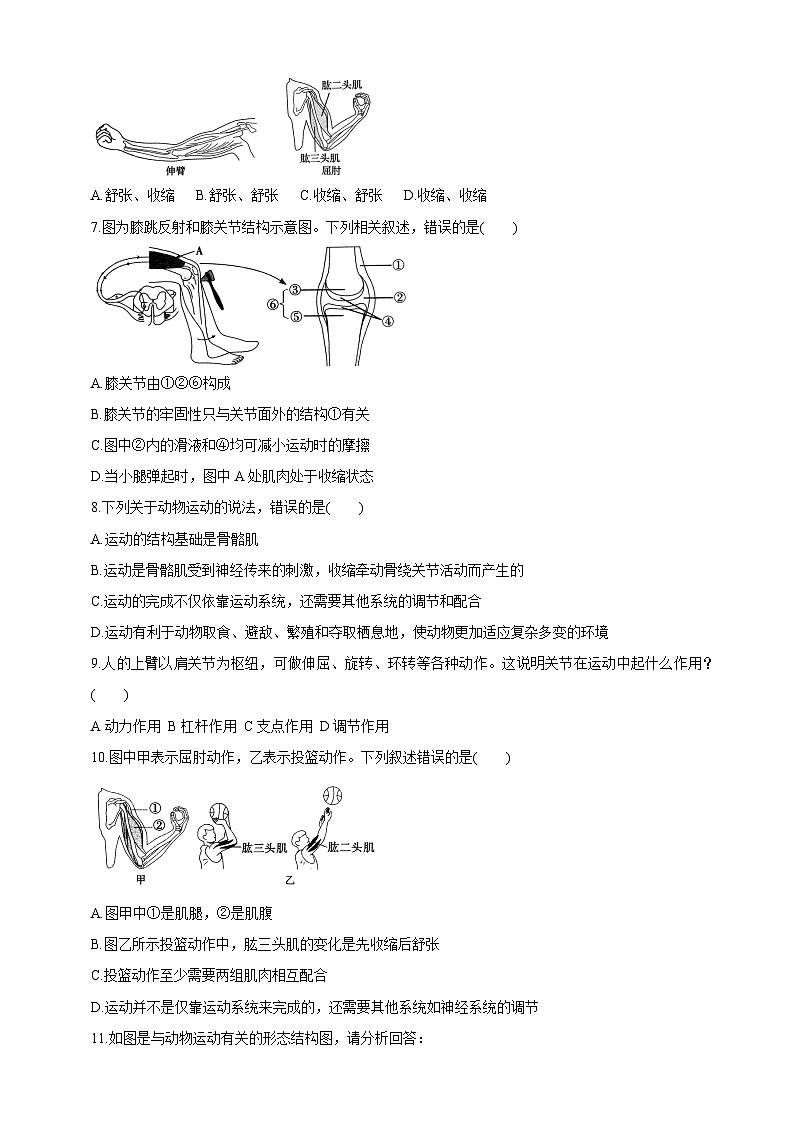 【新课标】冀少版生物八上4.1.2《运动的完成》学案第3页