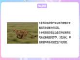 【新课标】冀少版生物八上4.1.2《运动的完成》课件+教案+学案