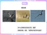 【新课标】冀少版生物八上4.1.2《运动的完成》课件+教案+学案