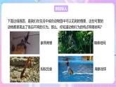 【新课标】冀少版生物八上4.2.1《动物行为的特点》课件+教案+学案