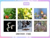 【新课标】冀少版生物八上4.2.1《动物行为的特点》课件+教案+学案