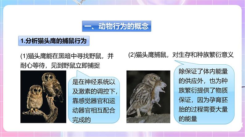 【新课标】冀少版生物八上4.2.1《动物行为的特点》课件+教案+学案05