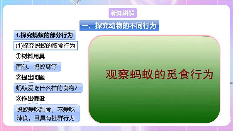 【新课标】冀少版生物八上4.2.2《动物行为的类型》课件+教案+学案04