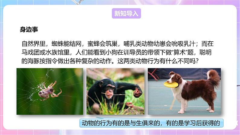 【新课标】冀少版生物八上4.2.3《先天性行为和学习行为》 课件+教案+学案03