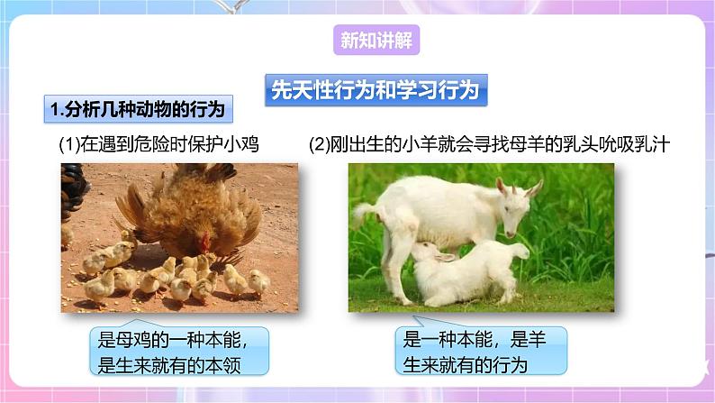 【新课标】冀少版生物八上4.2.3《先天性行为和学习行为》 课件+教案+学案04