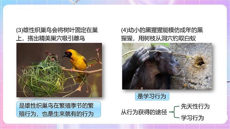 【新课标】冀少版生物八上4.2.3《先天性行为和学习行为》 课件+教案+学案05