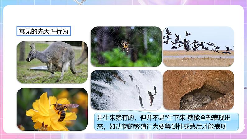 【新课标】冀少版生物八上4.2.3《先天性行为和学习行为》 课件+教案+学案08