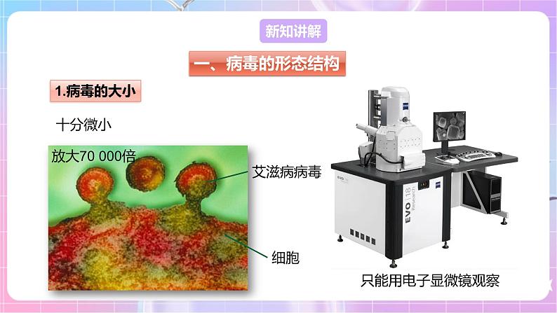 【新课标】冀少版生物八上5.1.2《病毒》课件+教案+学案04