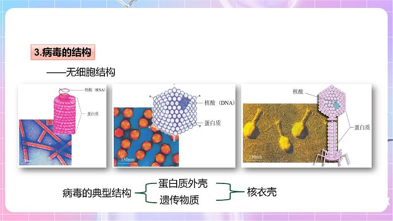 【新课标】冀少版生物八上5.1.2《病毒》课件+教案+学案07