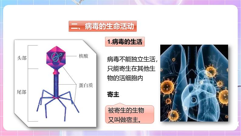 【新课标】冀少版生物八上5.1.2《病毒》课件+教案+学案08