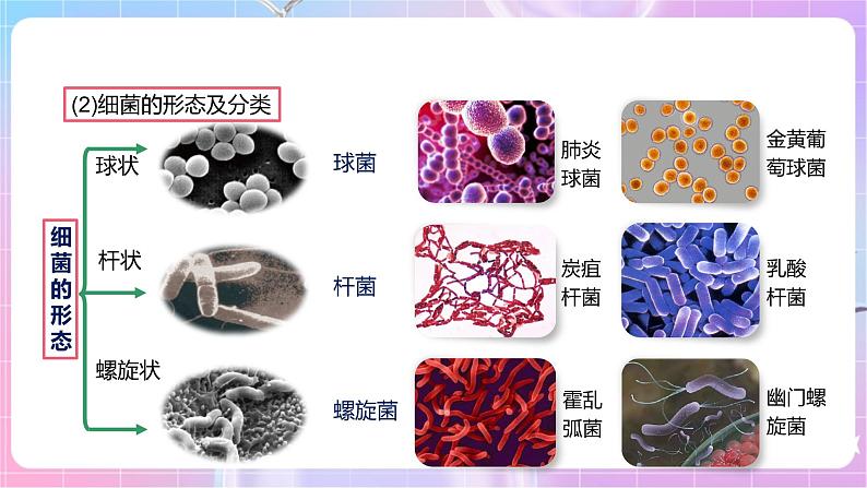 【新课标】冀少版生物八上5.1.1《细菌》第1课时 课件第6页