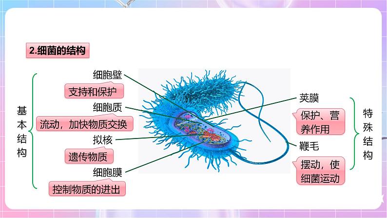 【新课标】冀少版生物八上5.1.1《细菌》第1课时 课件第8页