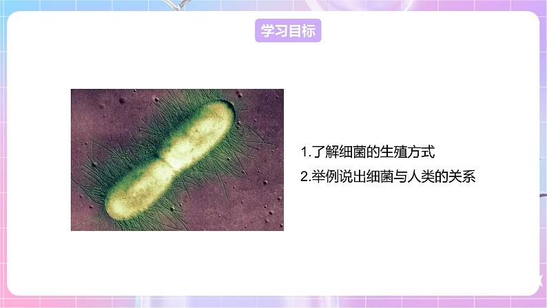 【新课标】冀少版生物八上5.1.1《细菌》第2课时 课件第2页