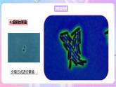 【新课标】冀少版生物八上5.1.1《细菌》第2课时 课件+教案+学案