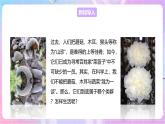 【新课标】冀少版生物八上5.2.2《食用真菌》课件+教案+学案