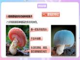 【新课标】冀少版生物八上5.2.2《食用真菌》课件+教案+学案