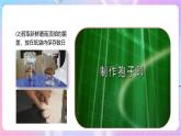 【新课标】冀少版生物八上5.2.2《食用真菌》课件+教案+学案