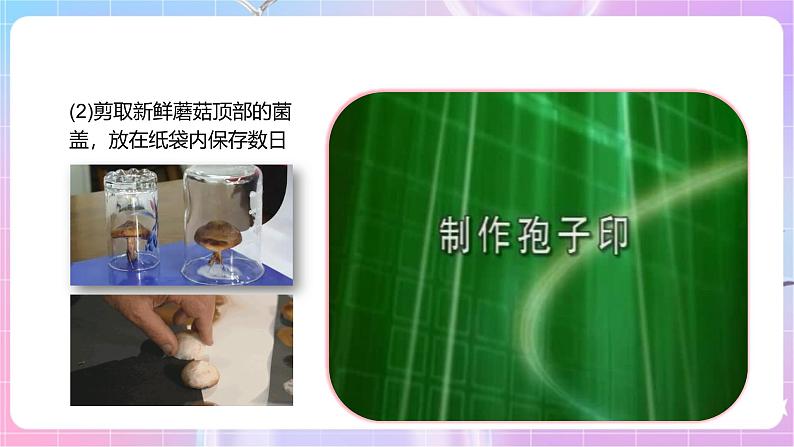 【新课标】冀少版生物八上5.2.2《食用真菌》课件+教案+学案05