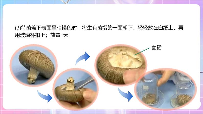 【新课标】冀少版生物八上5.2.2《食用真菌》课件+教案+学案06