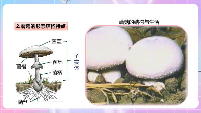 【新课标】冀少版生物八上5.2.2《食用真菌》课件+教案+学案08