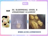 【新课标】冀少版生物八上5.2.1《酵母菌和霉菌--1酵母菌》课件+教案+学案