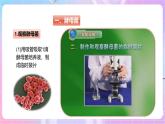 【新课标】冀少版生物八上5.2.1《酵母菌和霉菌--1酵母菌》课件+教案+学案