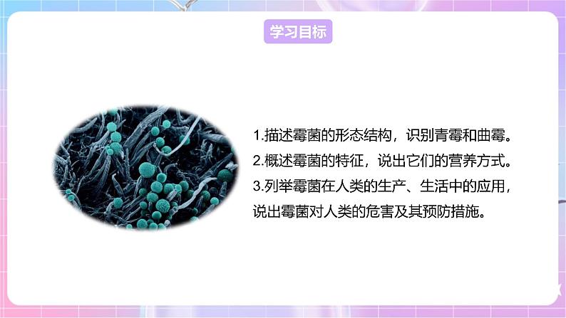 【新课标】冀少版生物八上5.2.1《酵母菌和霉菌--2霉菌》课件+教案+学案02