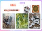 【新课标】冀少版生物八上5.2.1《酵母菌和霉菌--2霉菌》课件+教案+学案