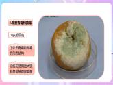 【新课标】冀少版生物八上5.2.1《酵母菌和霉菌--2霉菌》课件+教案+学案