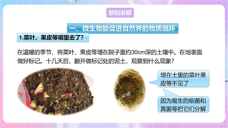 【新课标】冀少版生物八上5.4《微生物在生物圈中的作用》课件+教案+学案04